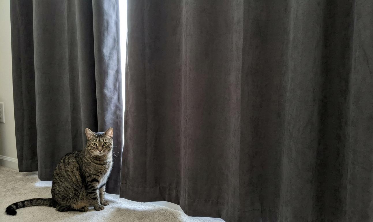 The Best Cat-Proof Curtains | PointDecor.Shop